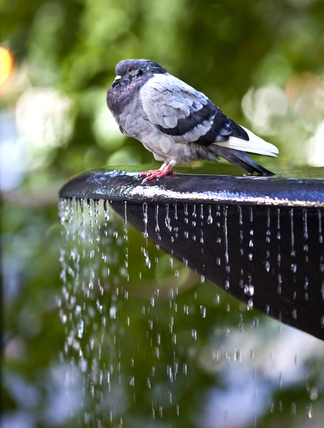 Birdbath - Upper East Side