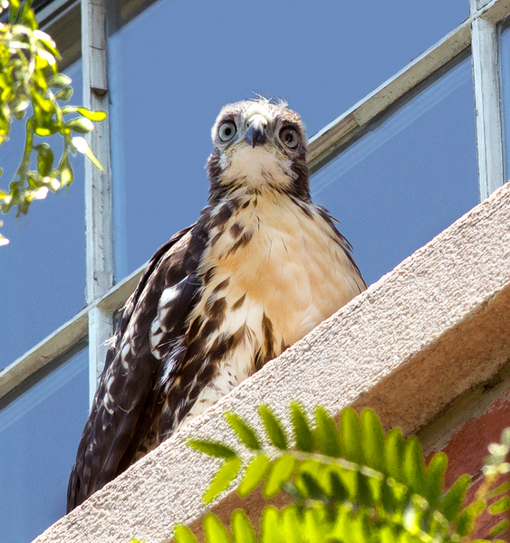 Washington Square North - Hawk